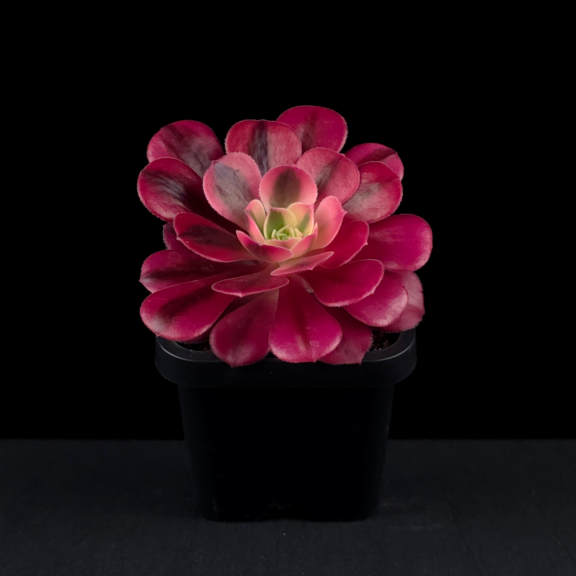 Aeonium arboreum 'Medusa'