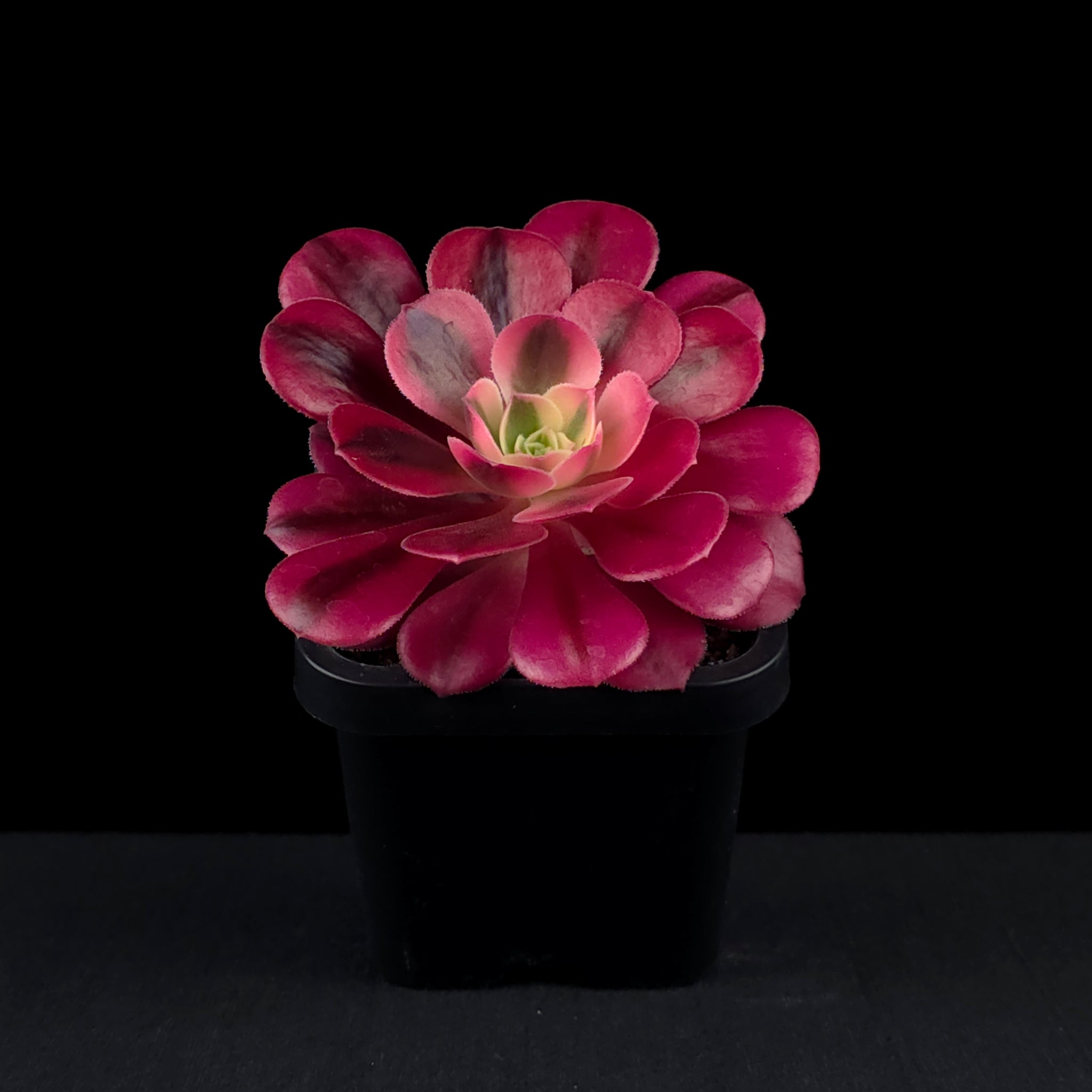 Aeonium arboreum 'Medusa'