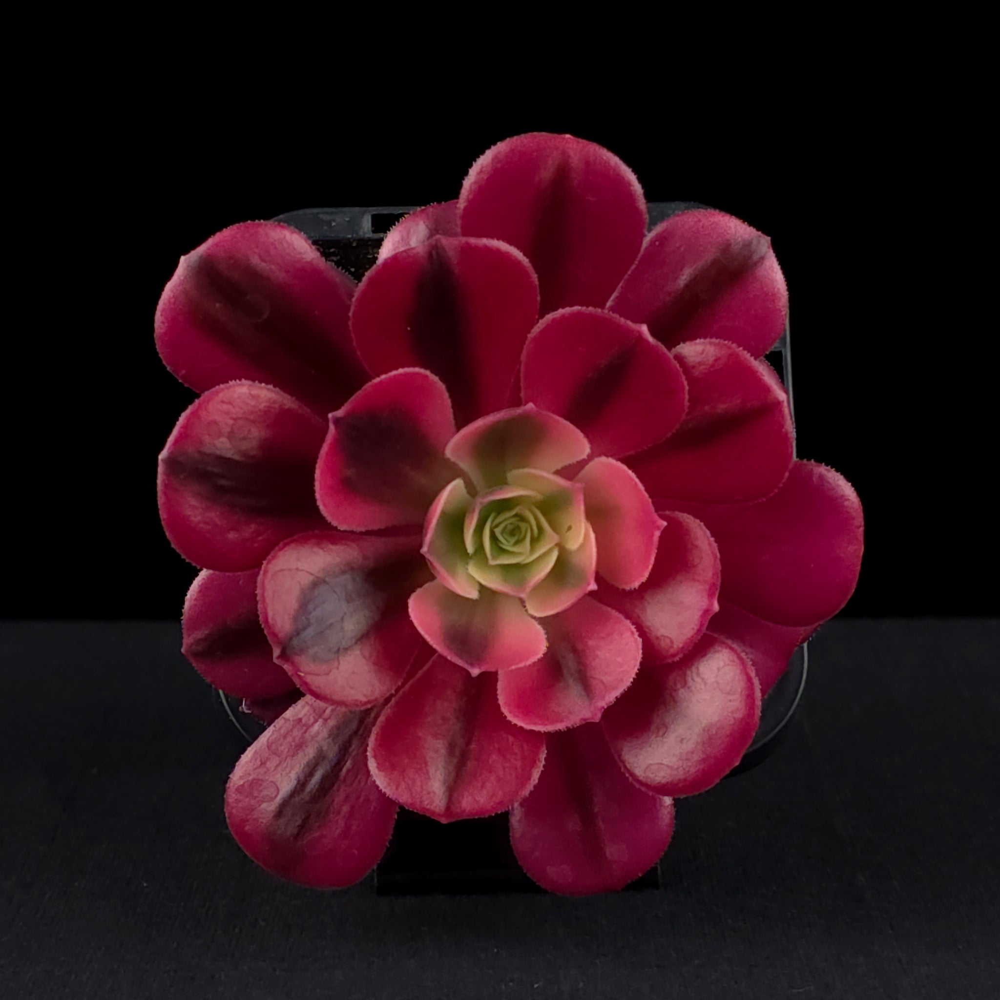 Aeonium arboreum 'Medusa'