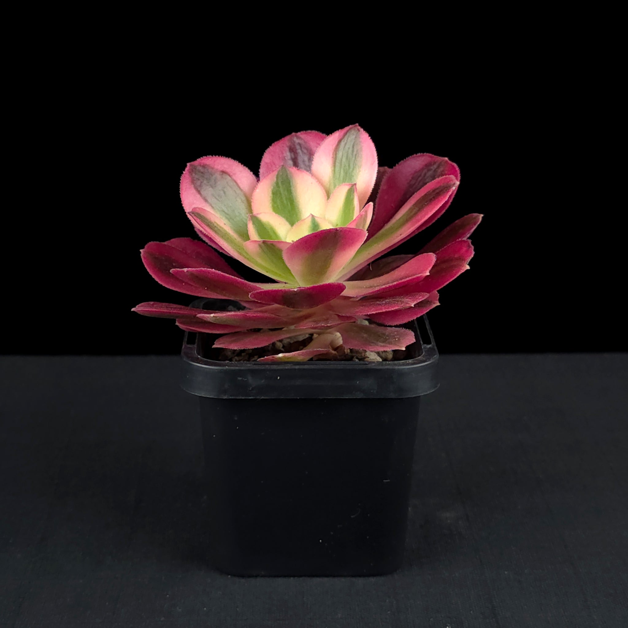 Aeonium arboreum 'Pink Witch'