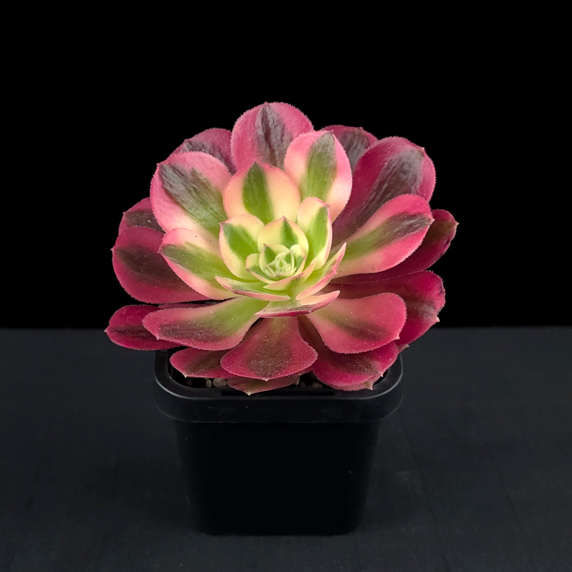 Aeonium arboreum 'Pink Witch'