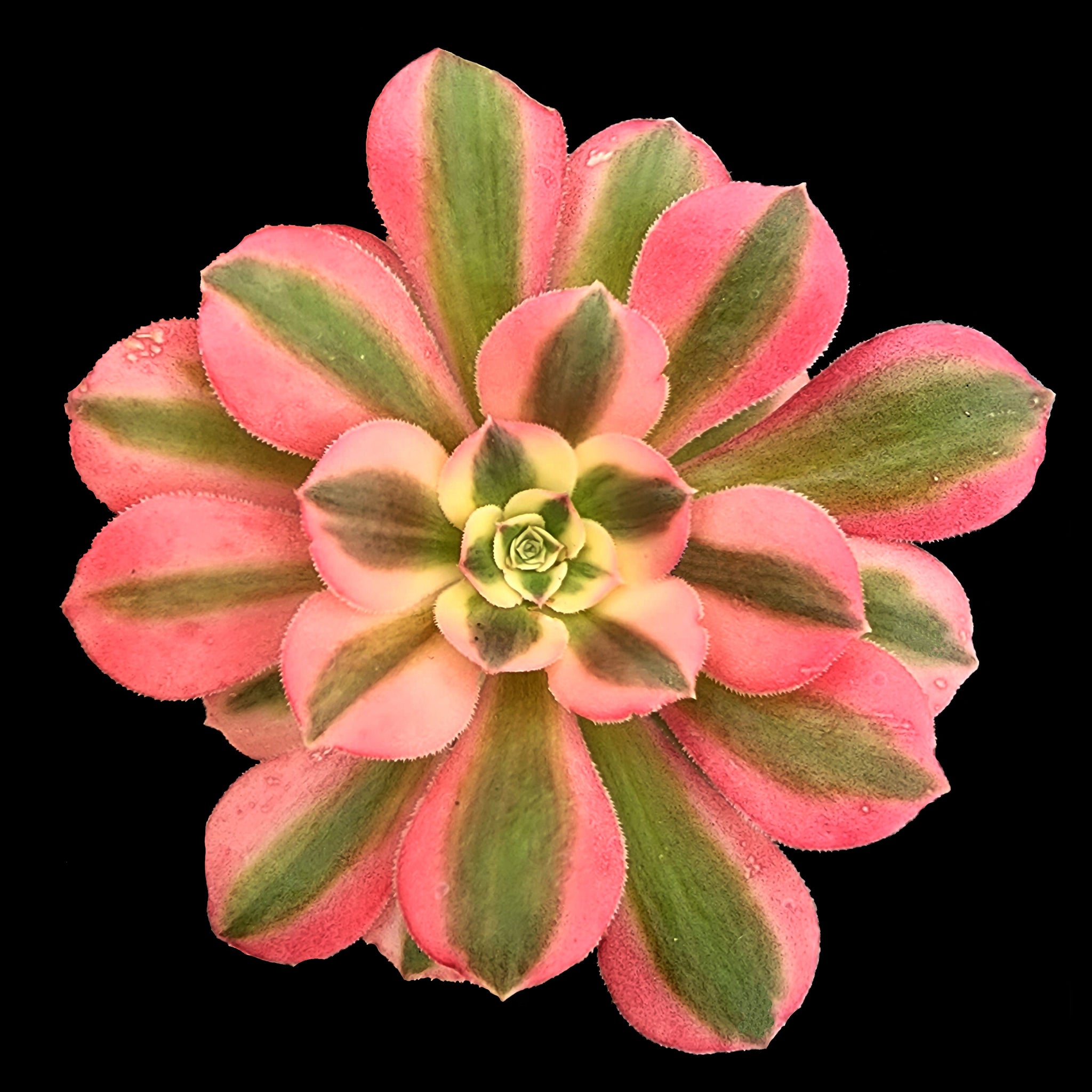 Aeonium 'Pink Witch'