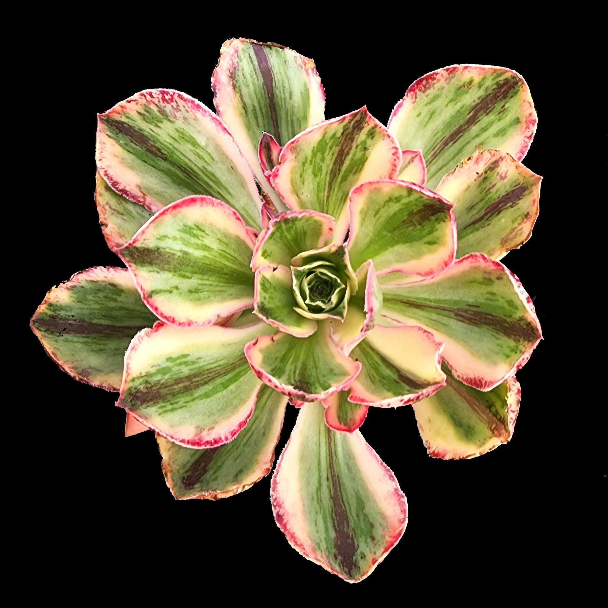 Aeonium arboreum 'Red Fuji' - The Majestic Red Succulent