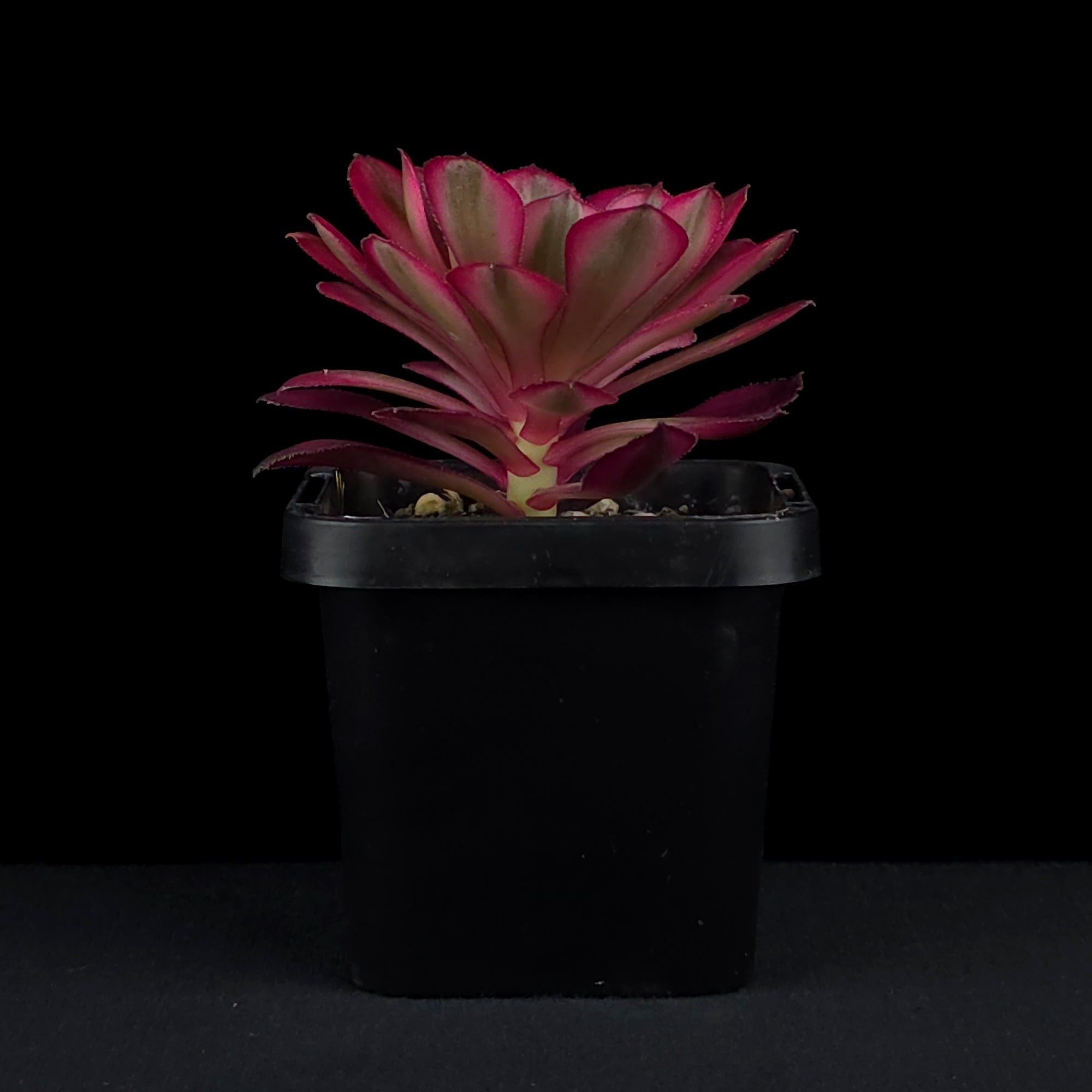 Aeonium arboreum 'Red Sunny'