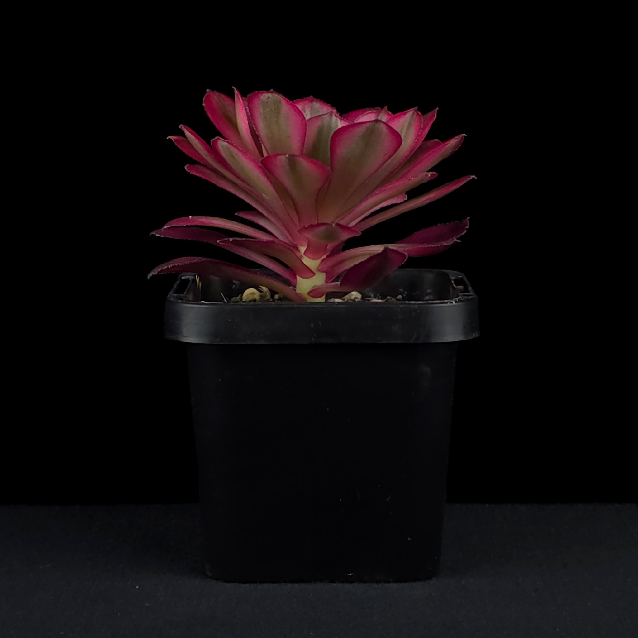 Aeonium arboreum 'Red Sunny'