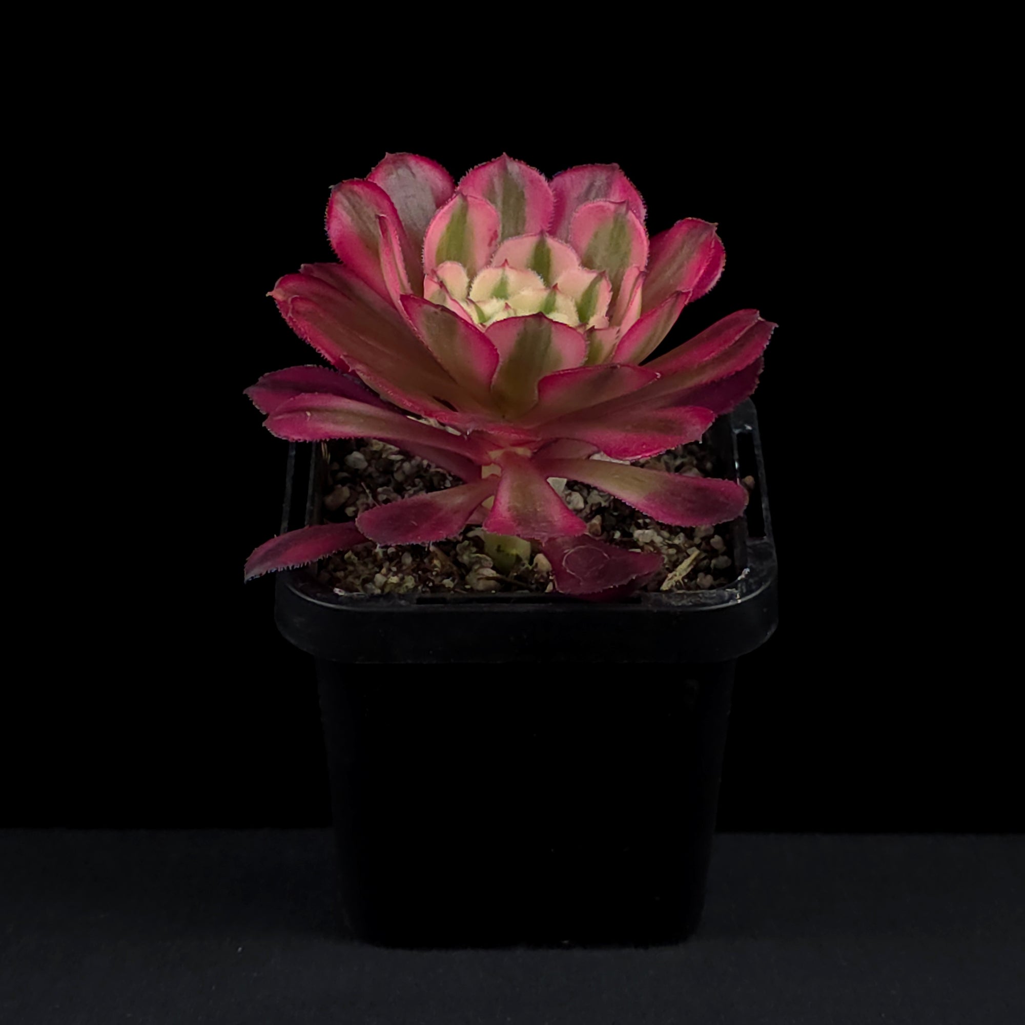 Aeonium arboreum 'Red Sunny'