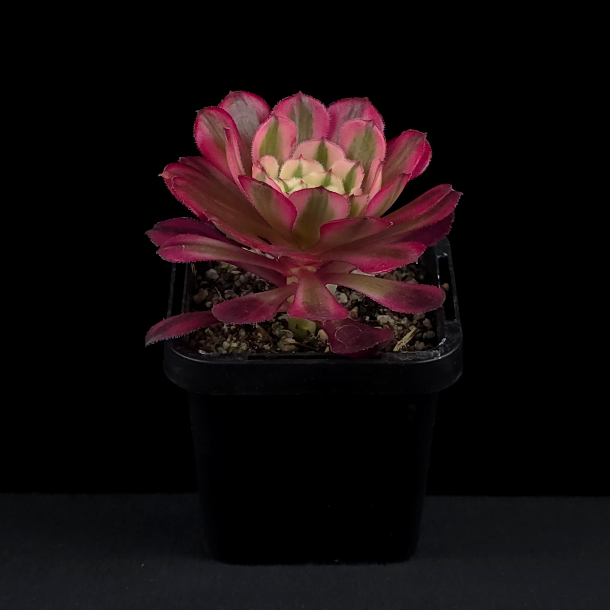 Aeonium arboreum 'Red Sunny'