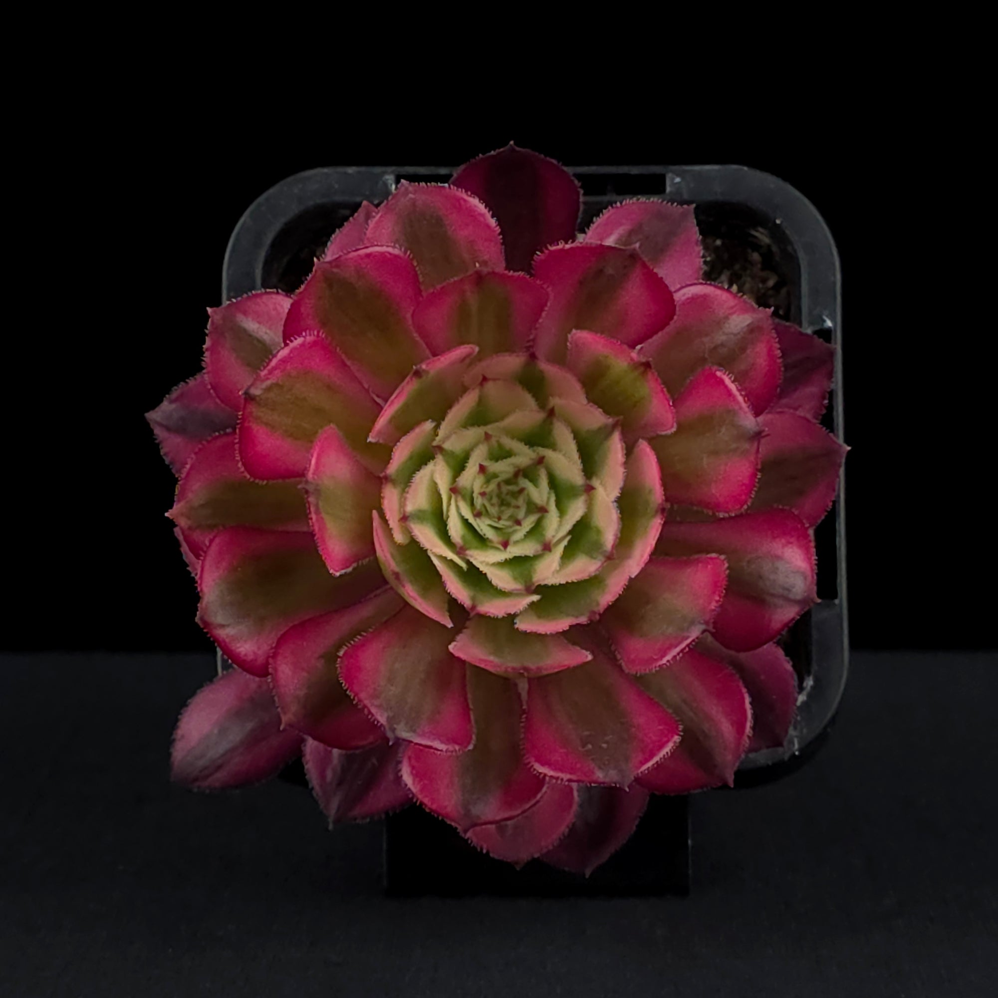 Aeonium arboreum 'Red Sunny'