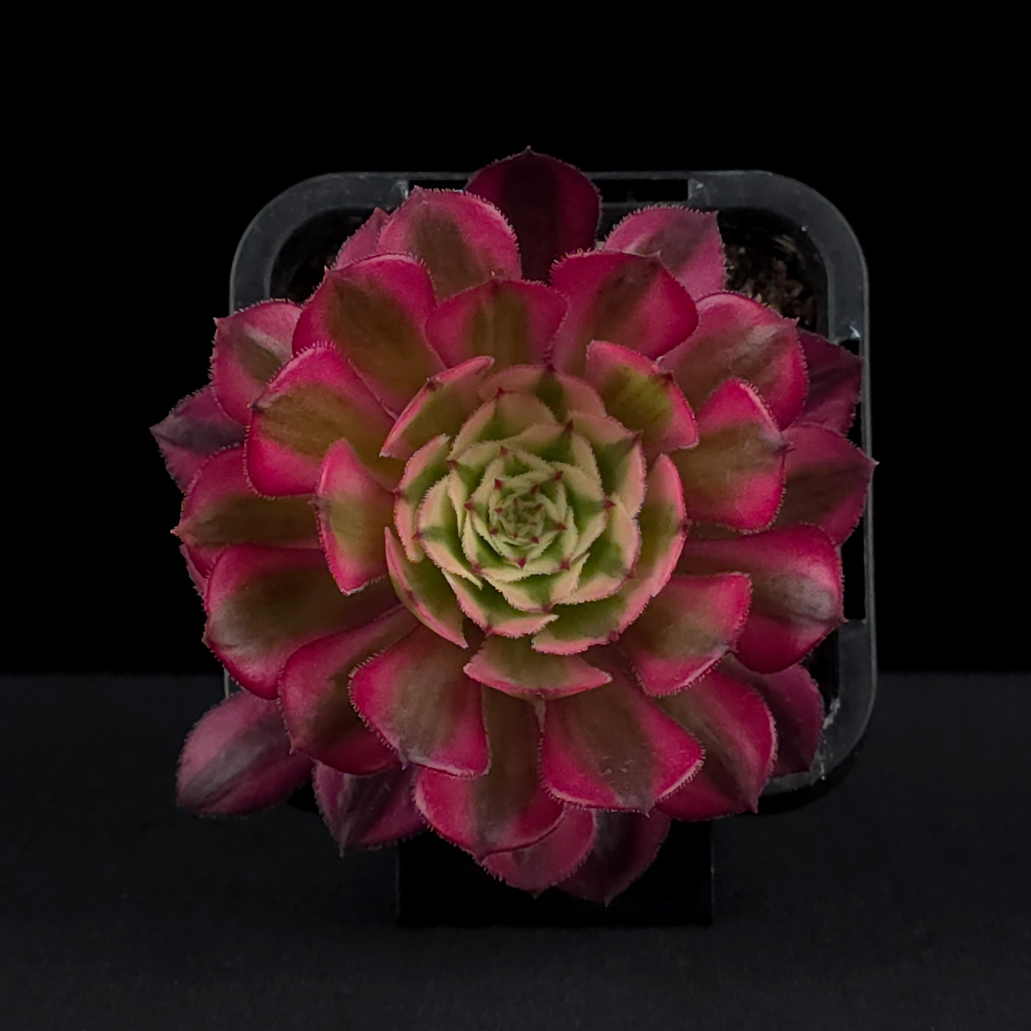 Aeonium arboreum 'Red Sunny'