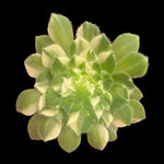 Aeonium tabuliforme Variegated 'The Plate Plant'