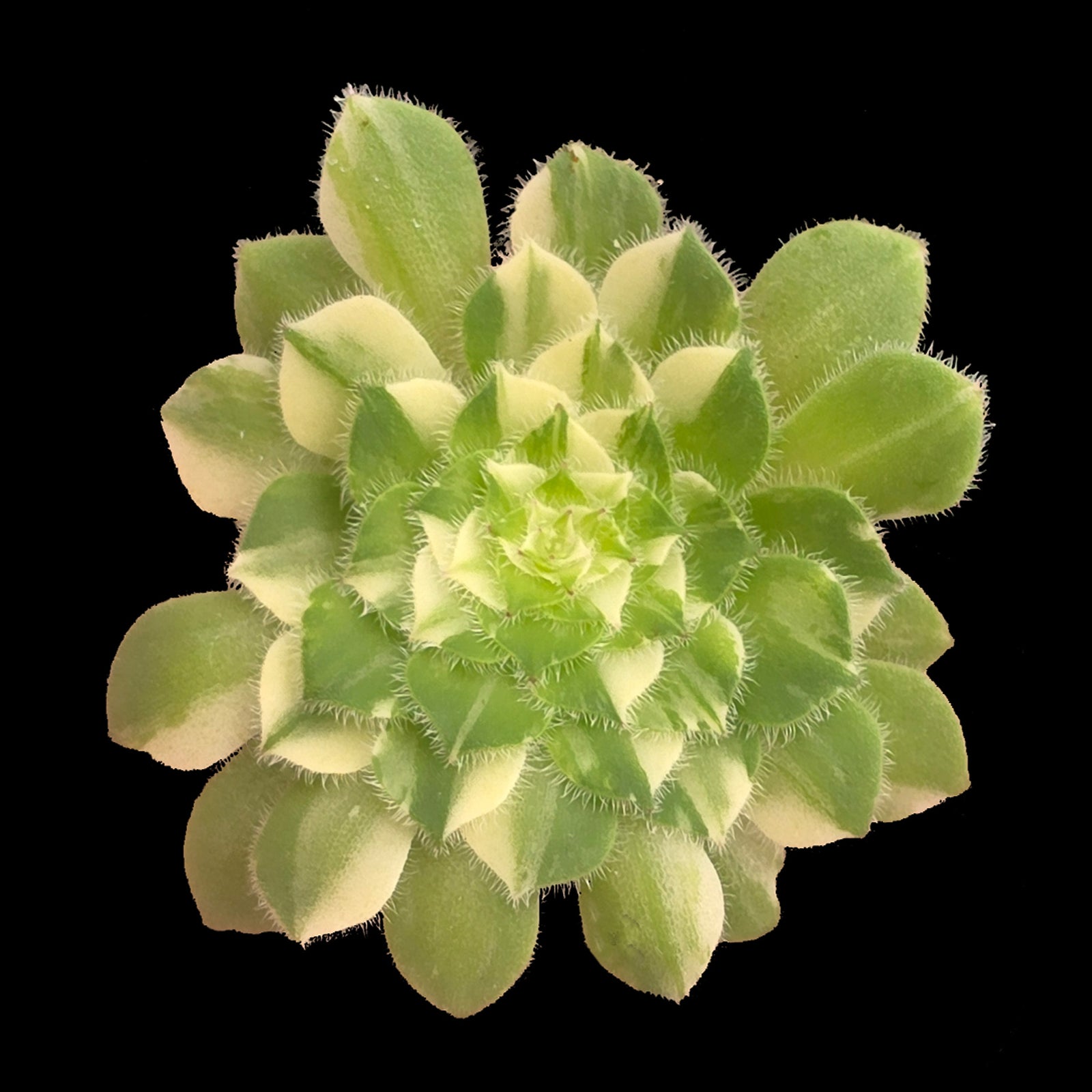 Aeonium tabuliforme Variegated 'The Plate Plant'
