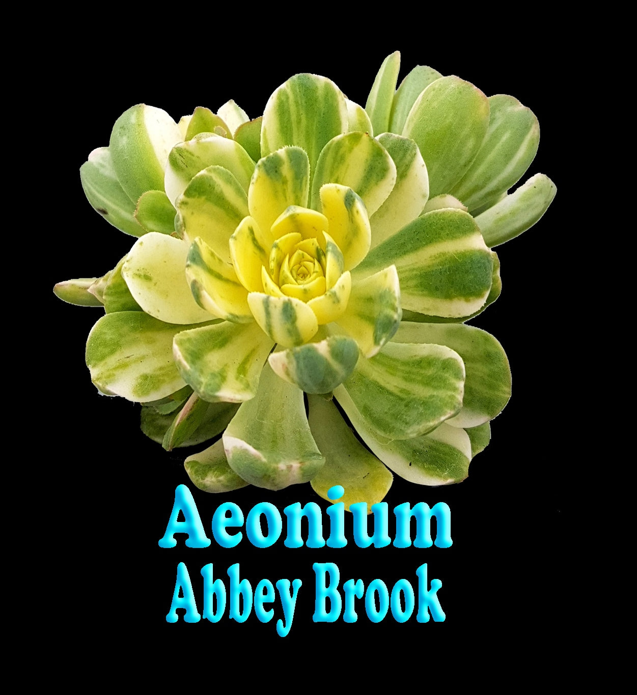 Aeonium 'Abbey Brook'