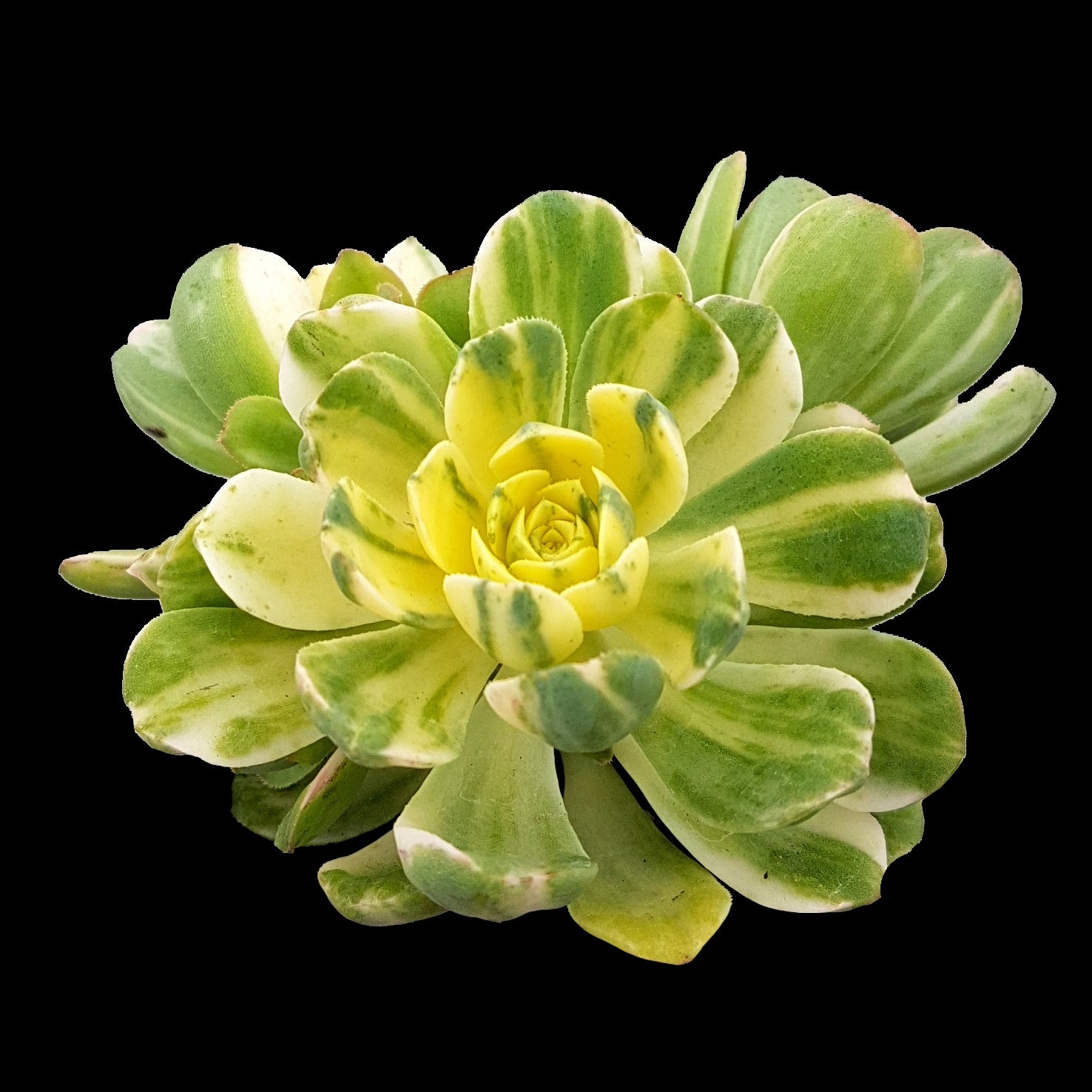 Aeonium 'Abbey Brook'