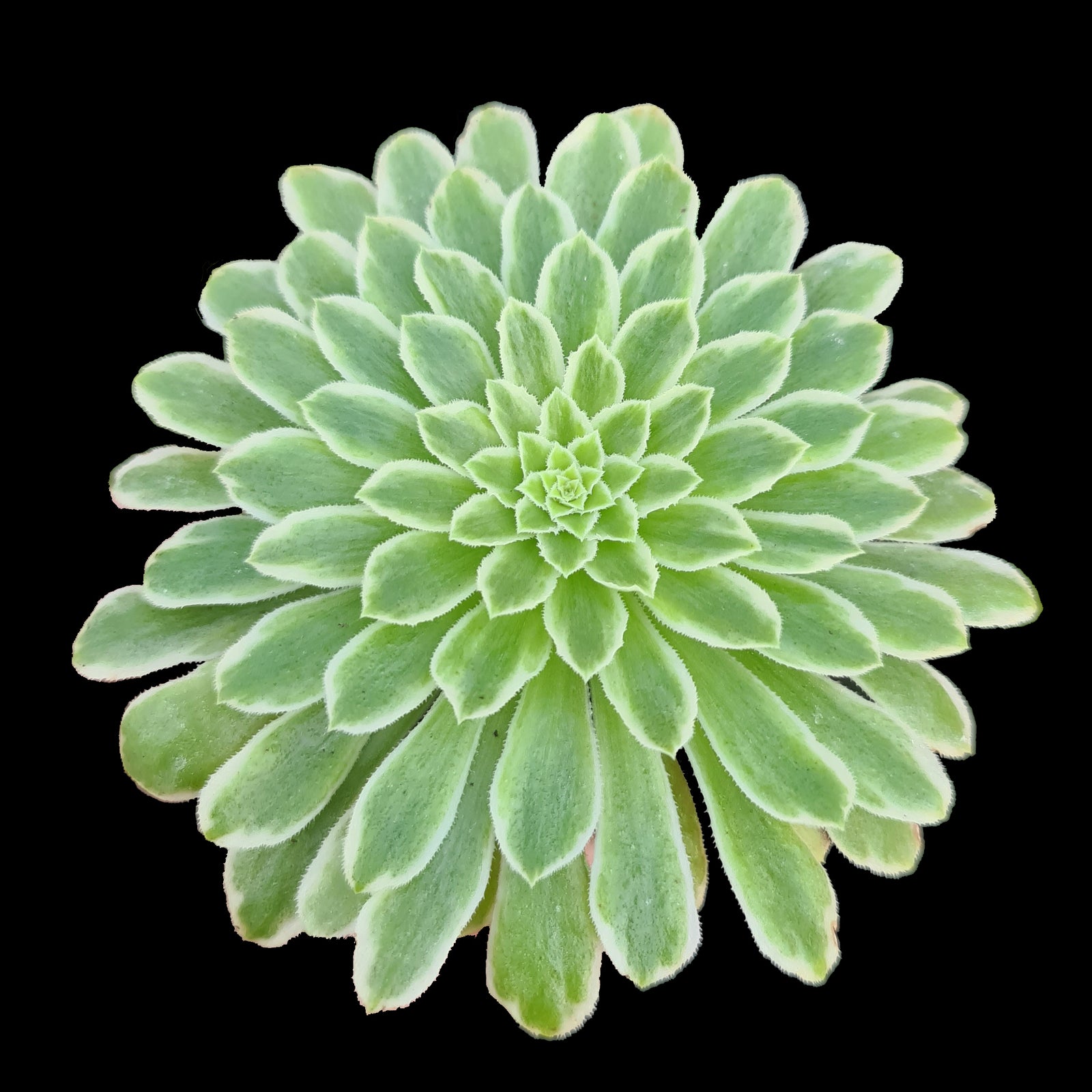 Aeonium 'Emerald Ice'