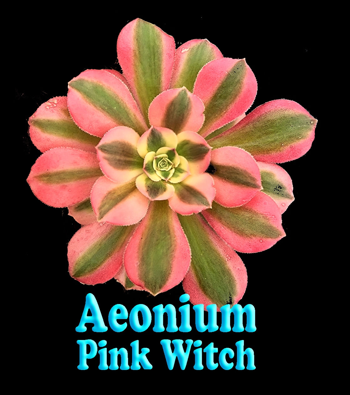 Aeonium 'Pink Witch'