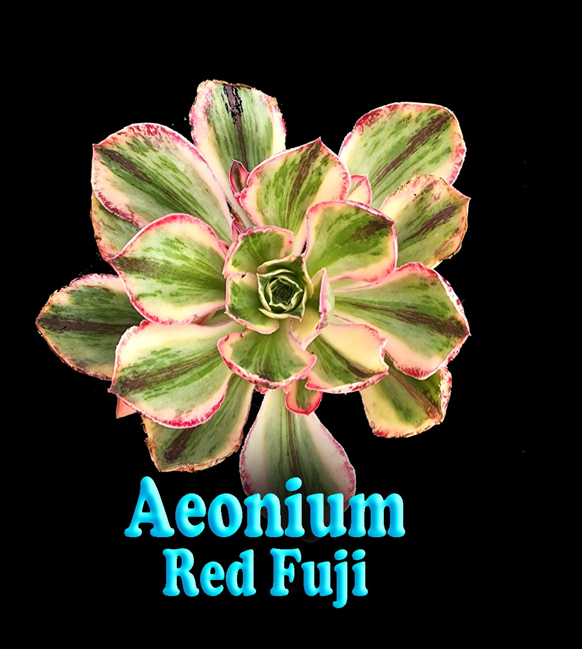 Aeonium 'Red Fuji' - The Majestic Red Succulent