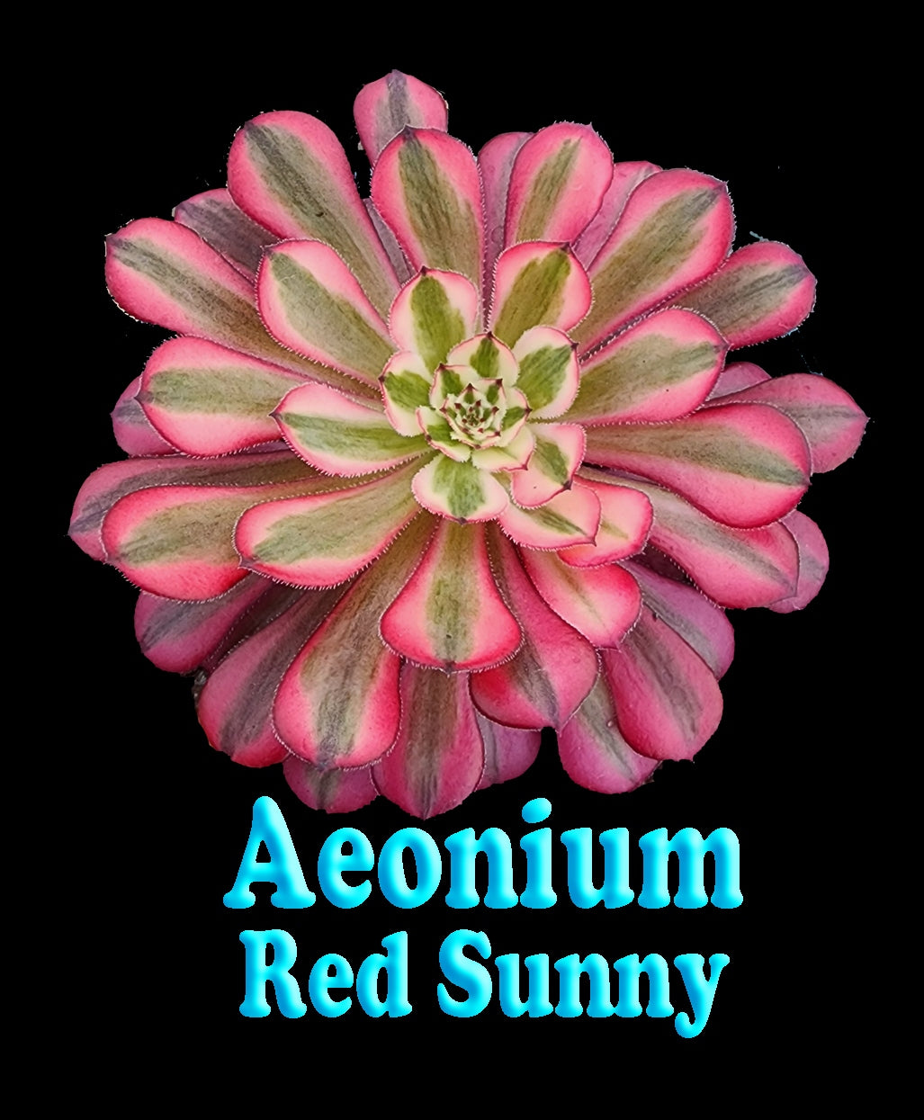 Aeonium 'Red Sunny'