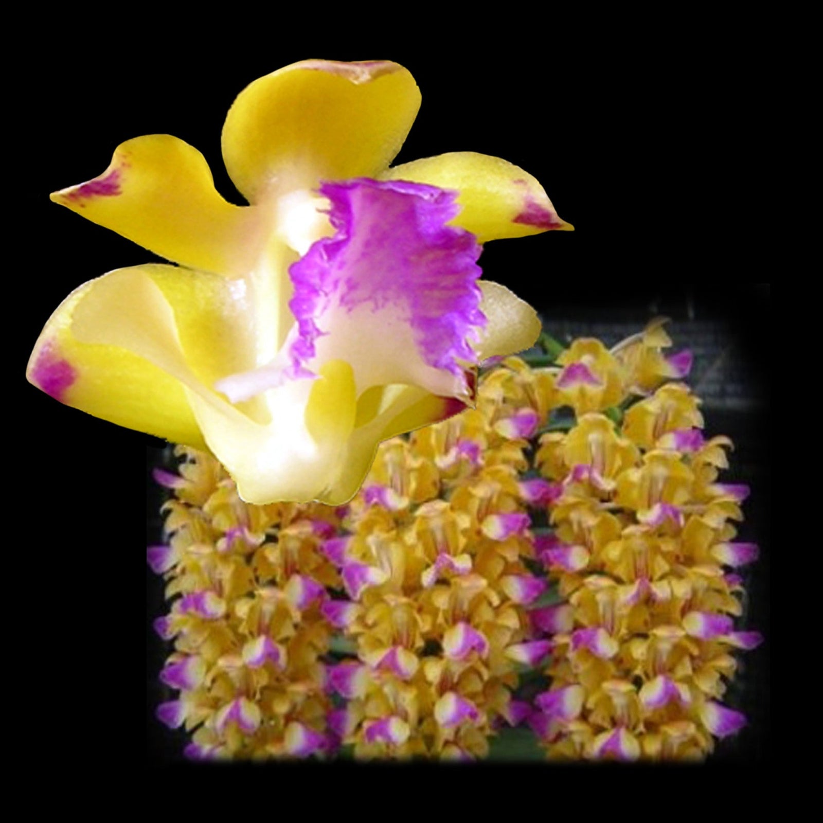 Aerides houlletiana – Lemon-Scented Epiphytic Orchid