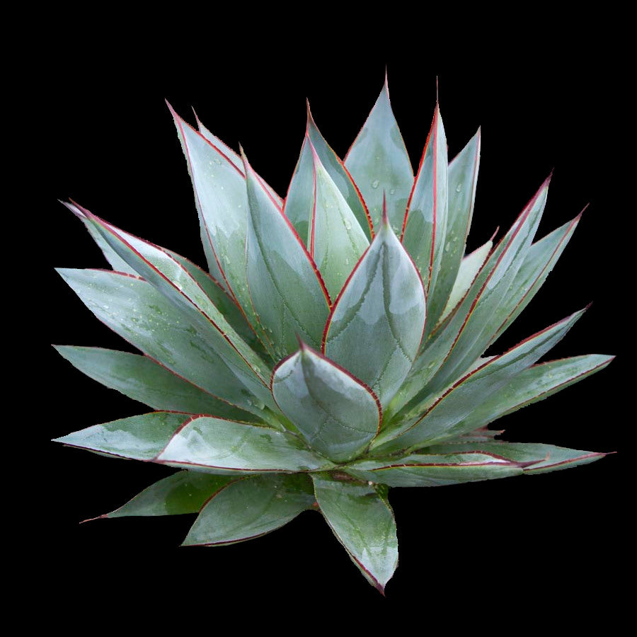 Agave 'Blue Glow'