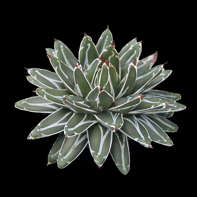 Agave Victoria Regina