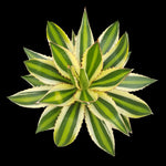 Agave lopantha 'Quadricolour'