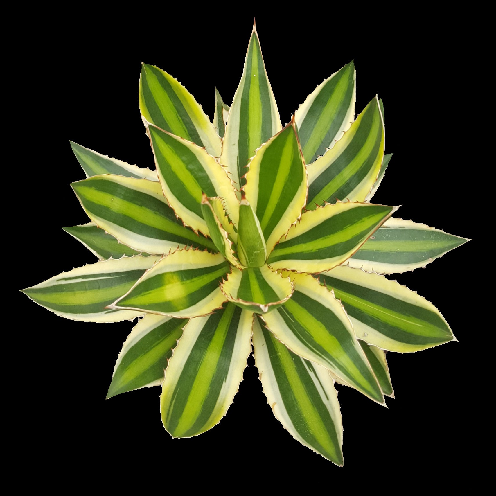 Agave lophantha (Syn. univittata) 'Quadricolour' - Striking Variegated Agave