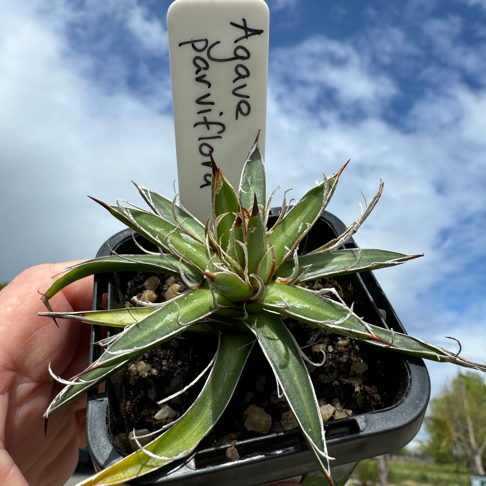 Agave parviflora