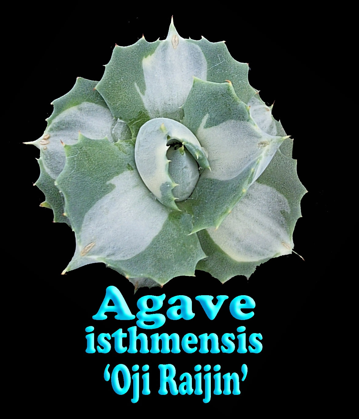 Agave isthmensis 'Oji Raijin'