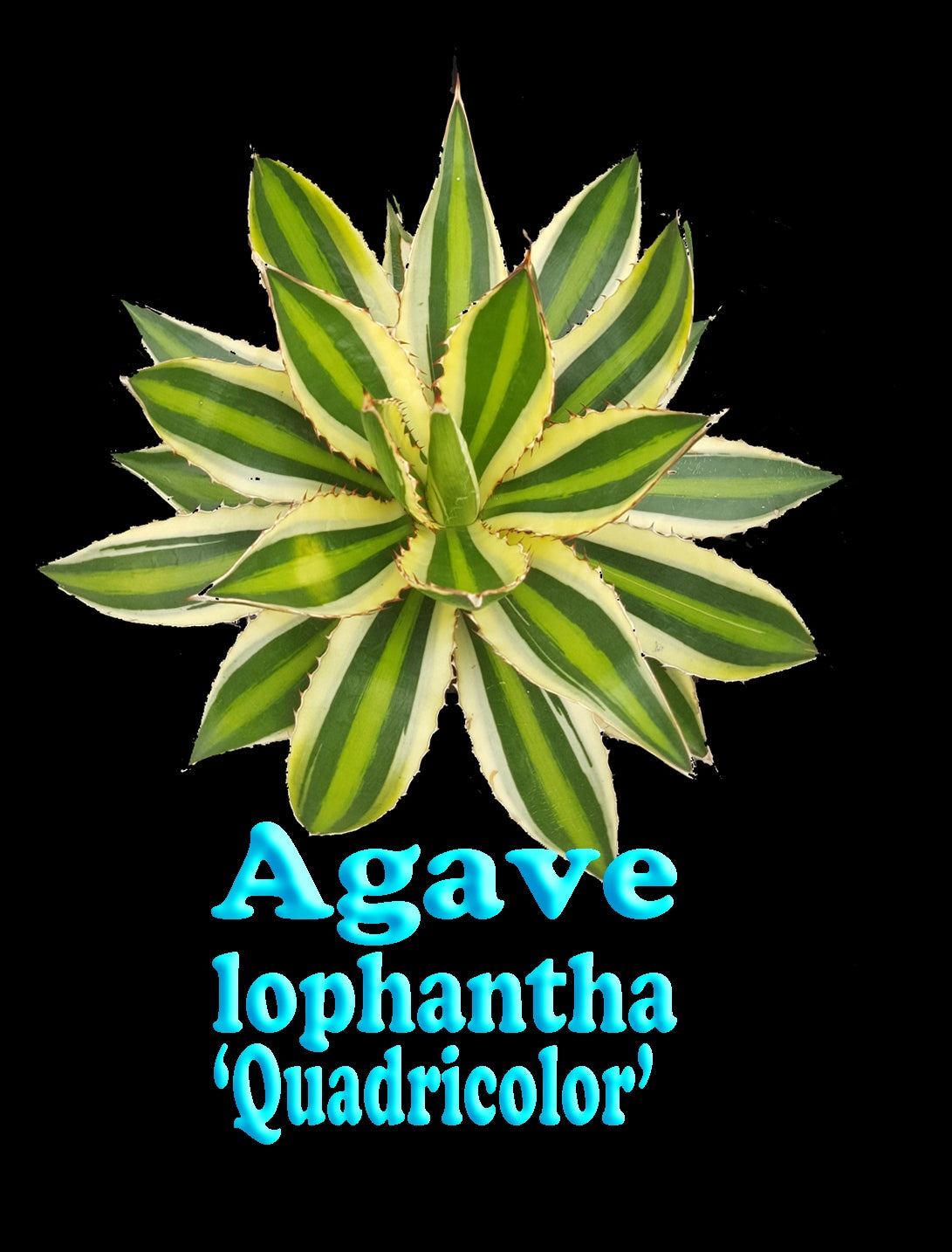 Agave lopantha 'Quadricolour'