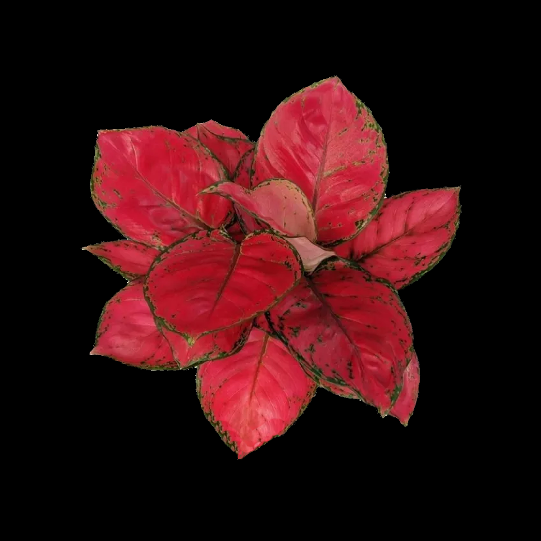 Aglaonema 'Beauty' - A Vibrant Indoor Favourite