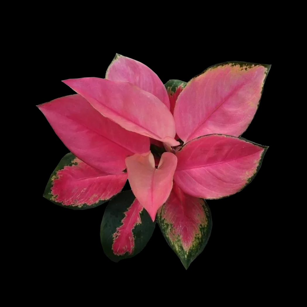 Aglaonema 'China Red' - A Bold and Striking Foliage Plant