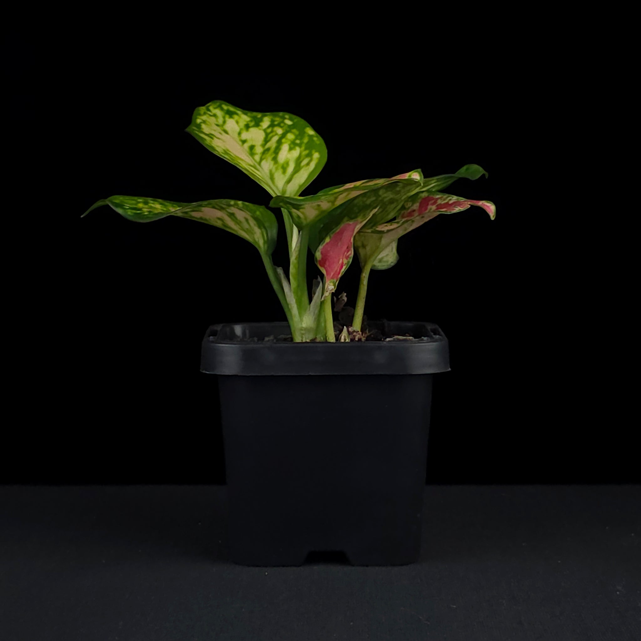 Aglaonema 'Auspicious Red'