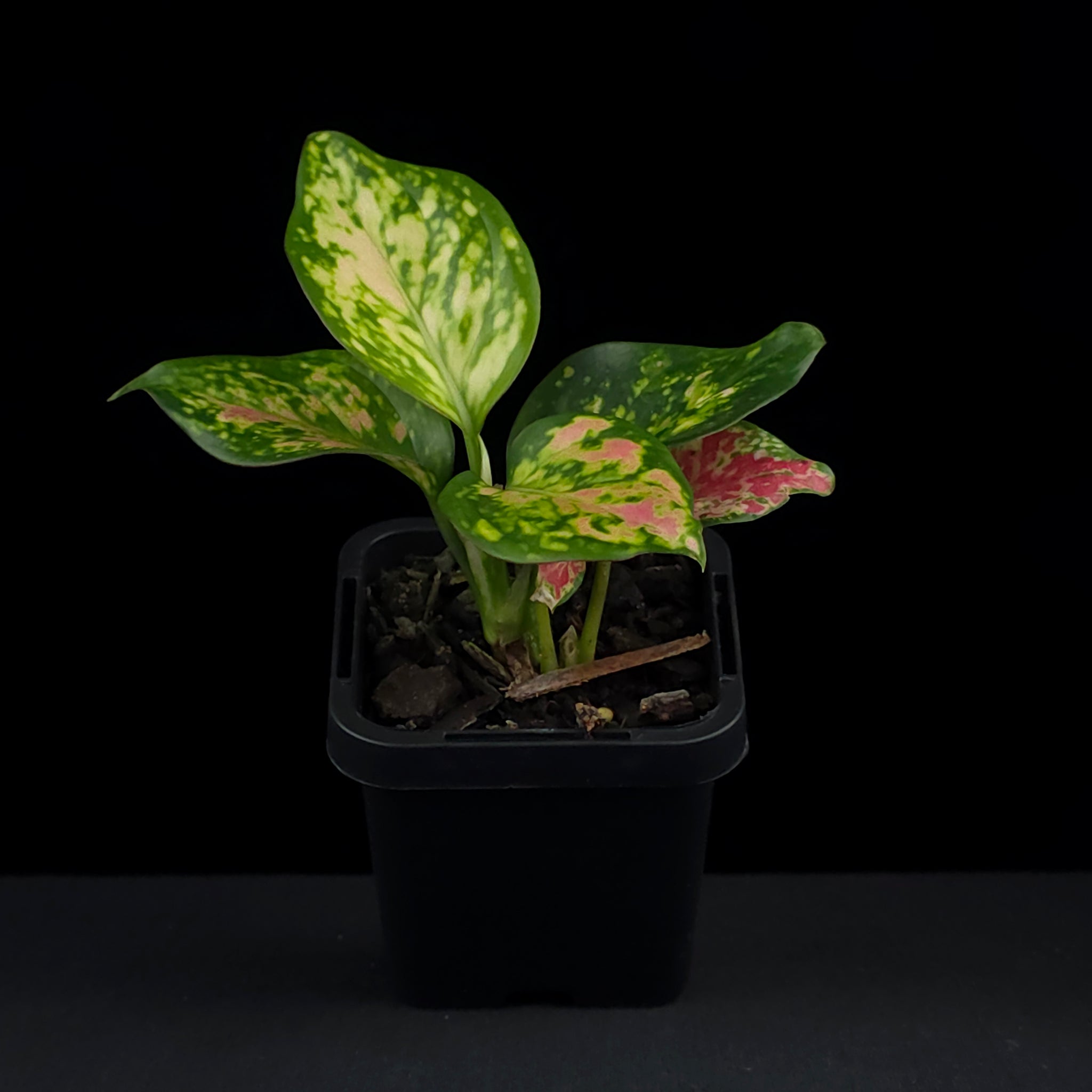 aglaonema symbolism Aglaonema 'Auspicious Red' – Collectors Online