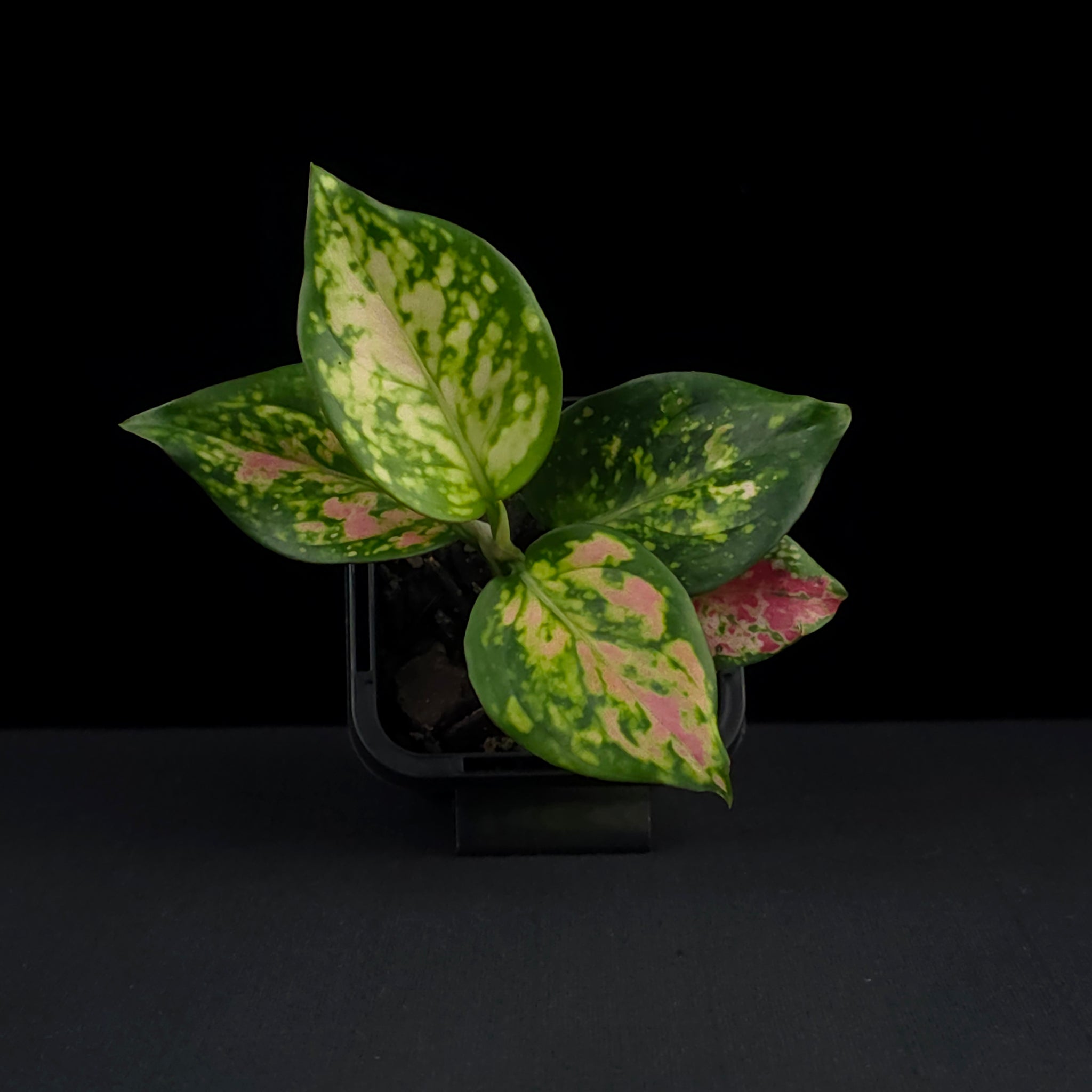 Aglaonema 'Auspicious Red'