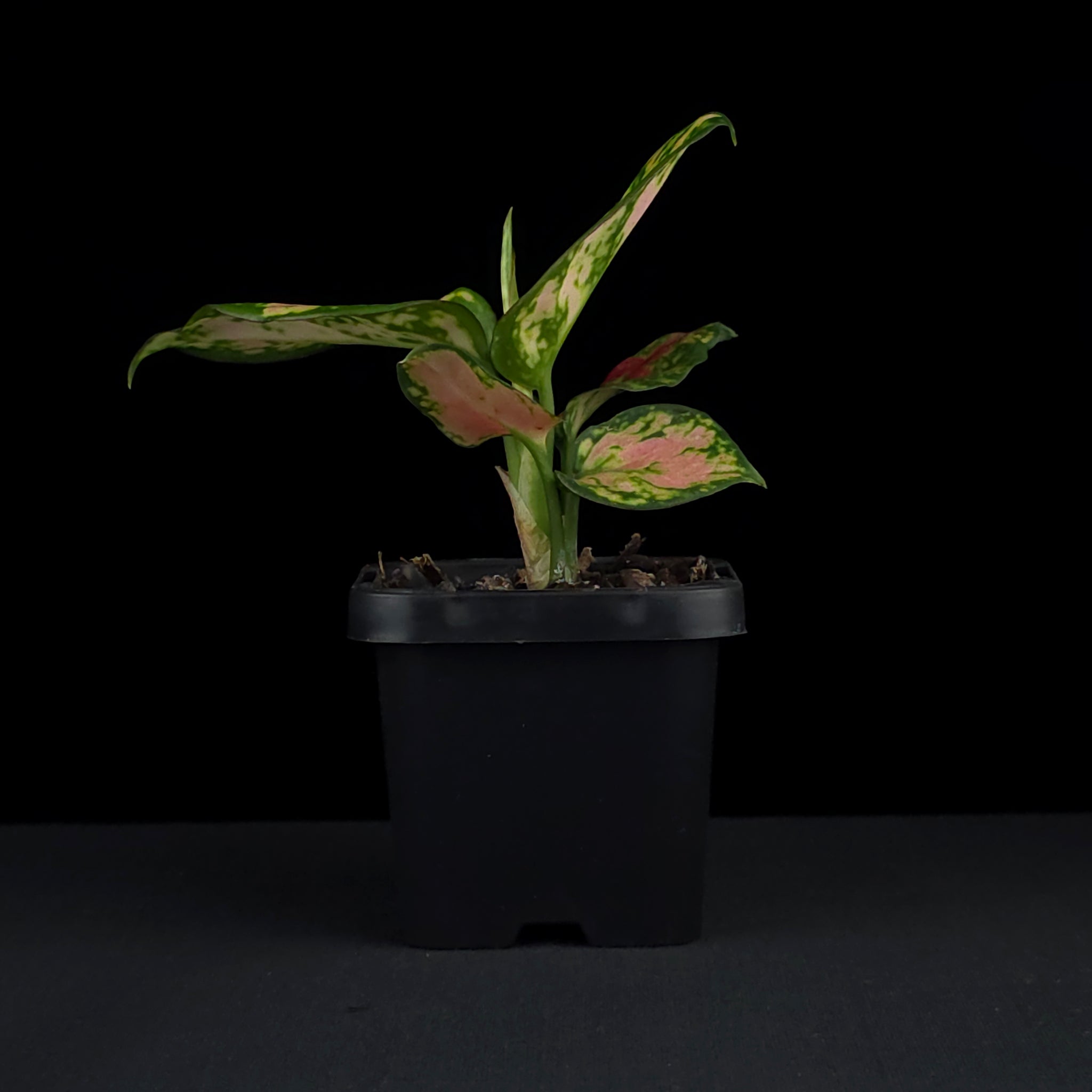 aglaonema black beauty Aglaonema 'Beauty' – Collectors Online