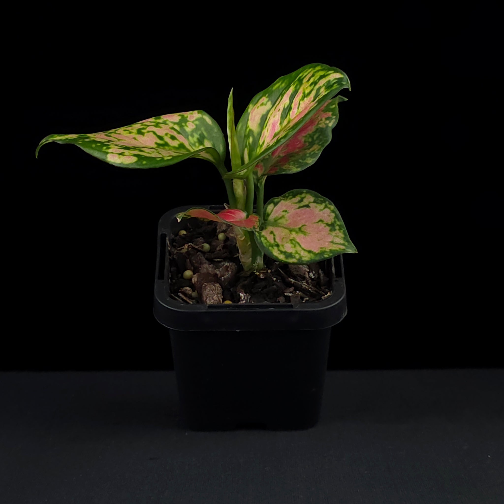 Aglaonema 'Beauty'