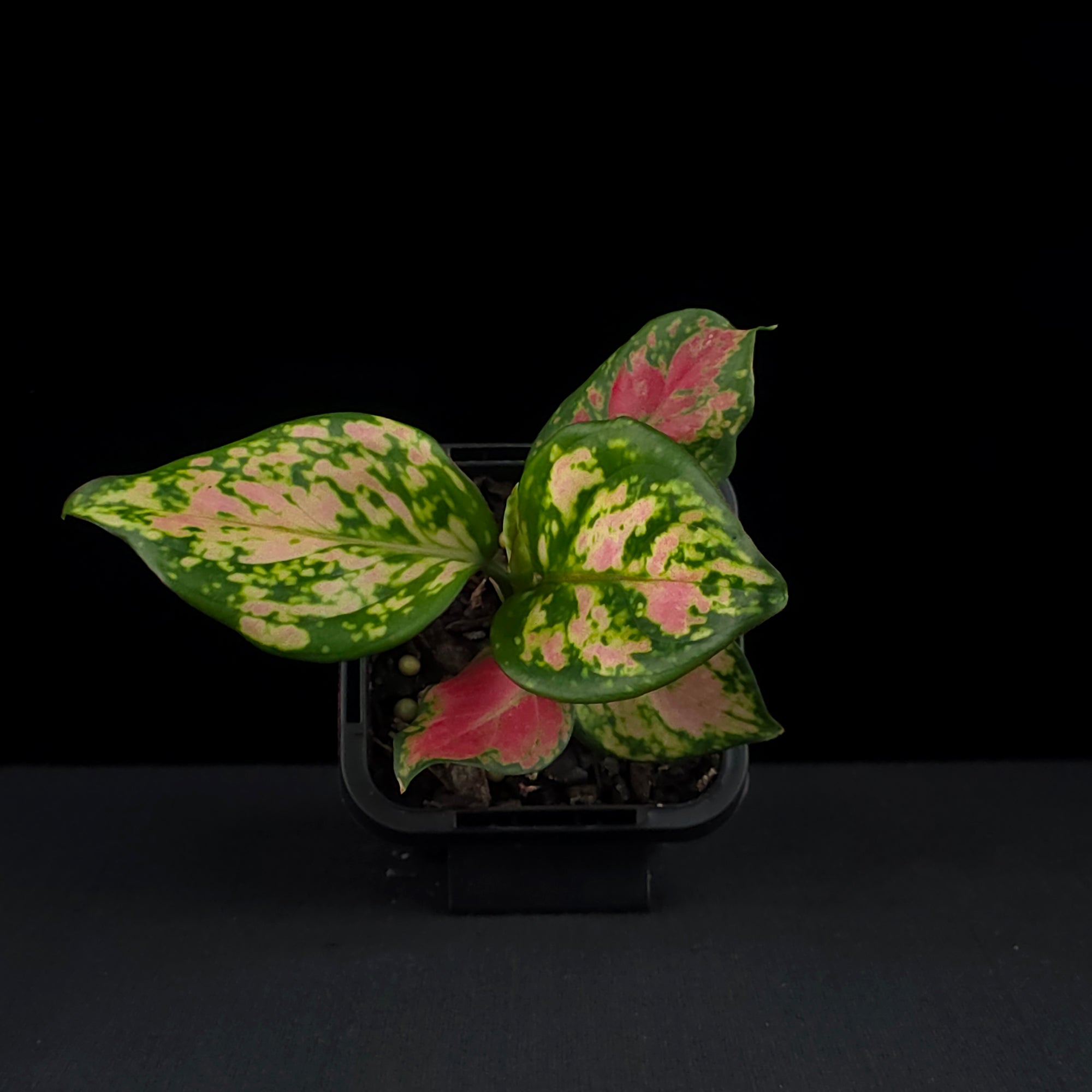 aglaonema black beauty Aglaonema 'Beauty' – Collectors Online
