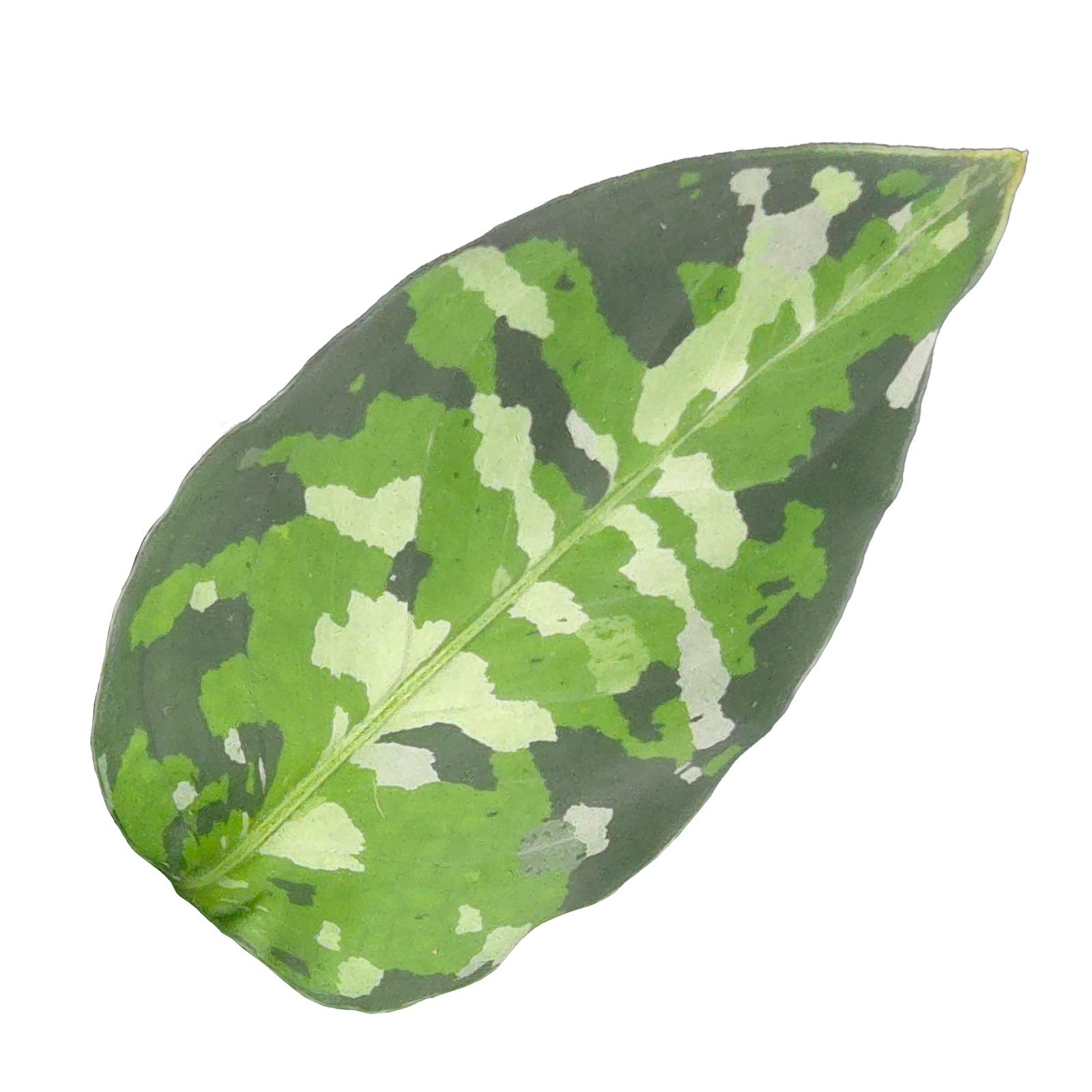 Aglaonema pictum ‘Tricolor’