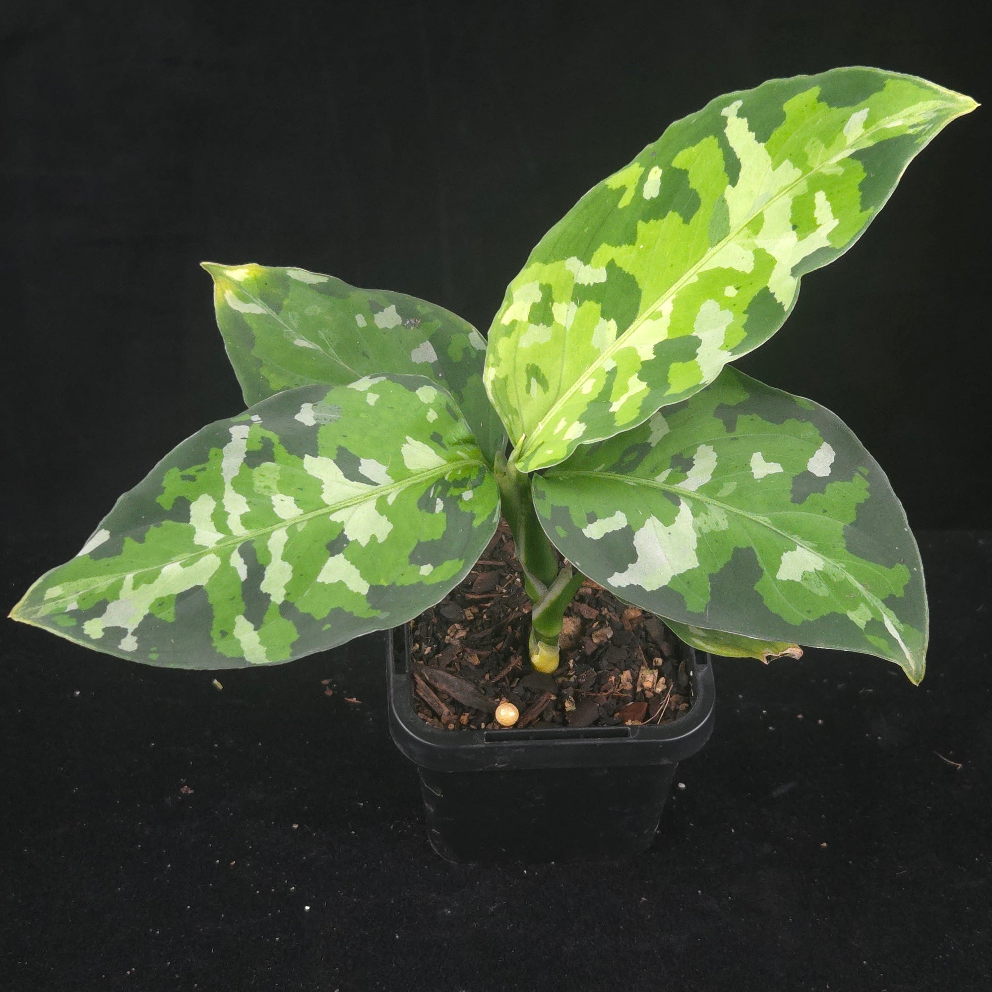 Aglaonema pictum Tricolor, camouflage plant, tricolour Aglaonema, rare Aglaonema, patterned indoor plant, tropical foliage plant