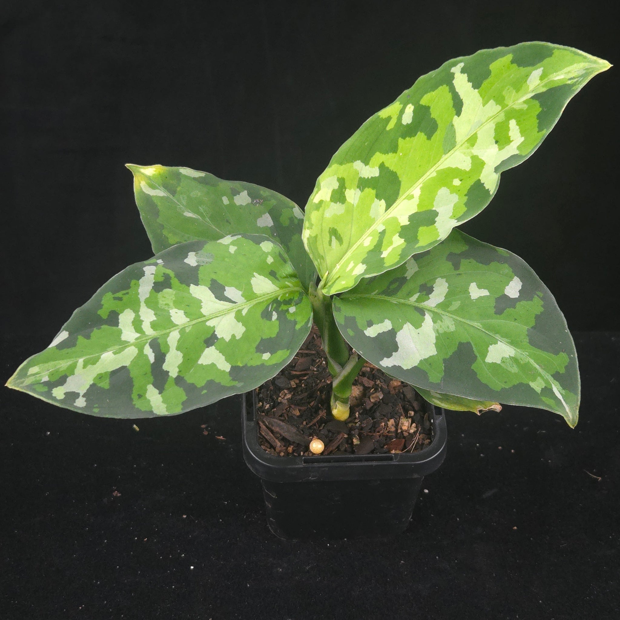 Aglaonema pictum Tricolor, camouflage plant, tricolour Aglaonema, rare Aglaonema, patterned indoor plant, tropical foliage plant
