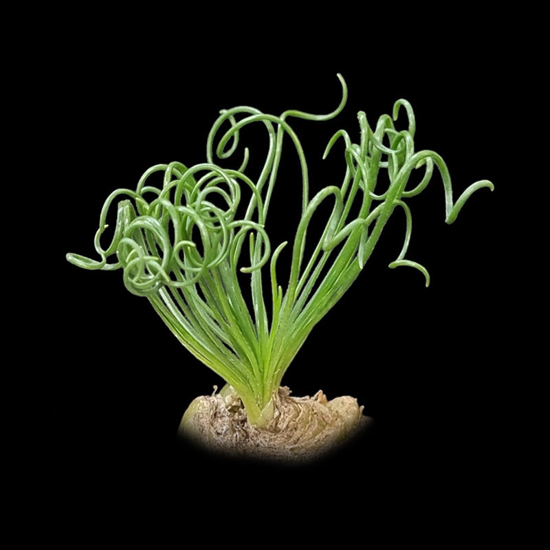 Albuca spiralis species.