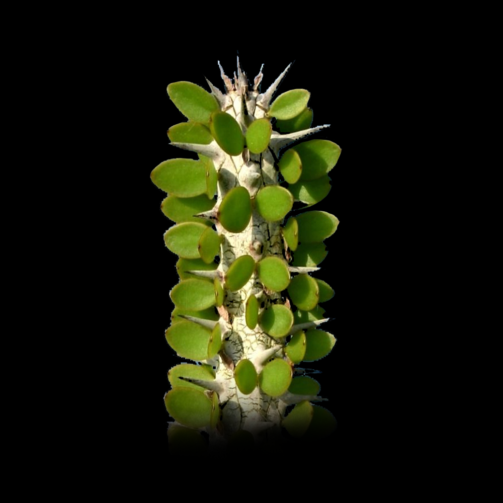 Alluaudia procera - Madagascan Ocotillo