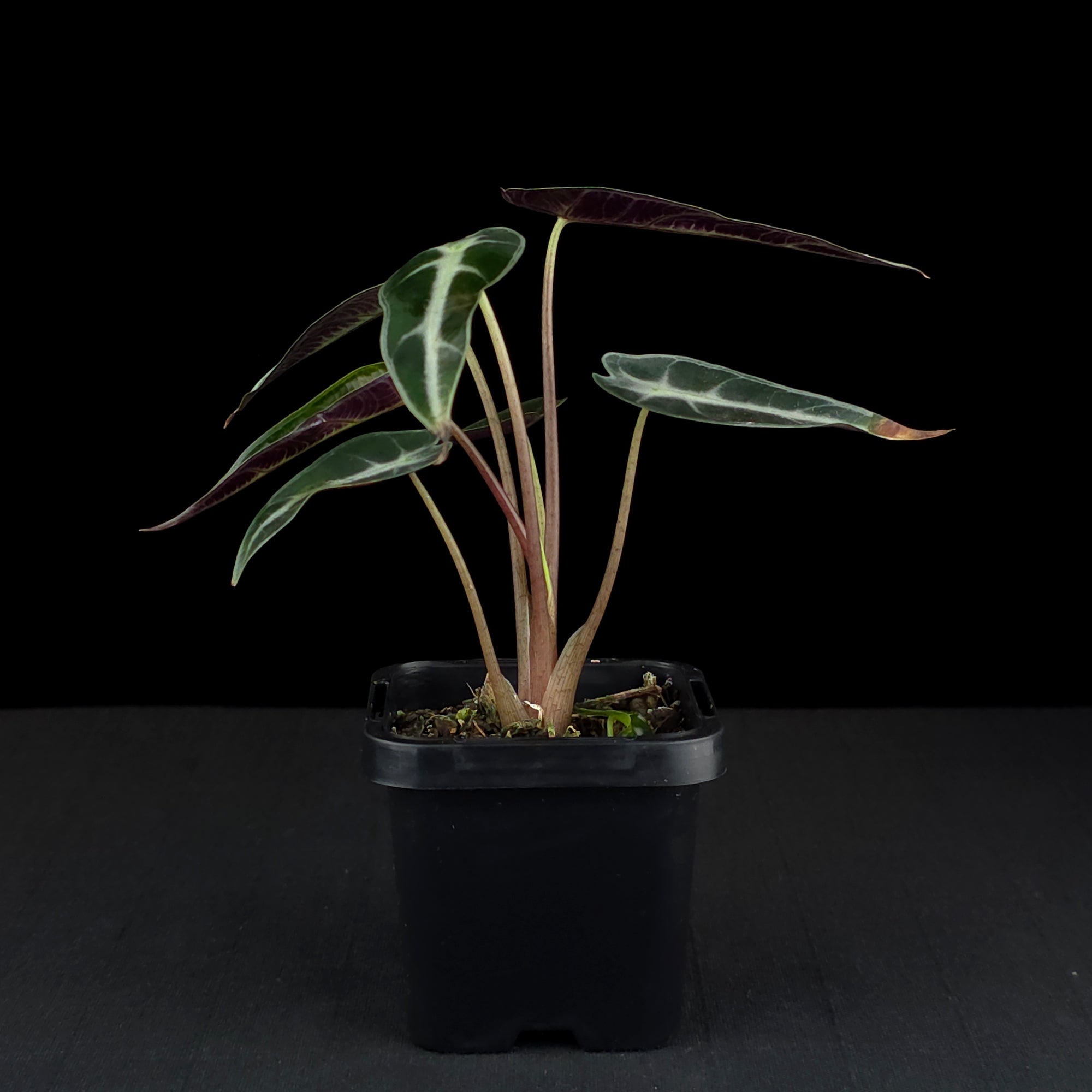 Alocasia 'Amazonica Bambino' (WA Prohibited)