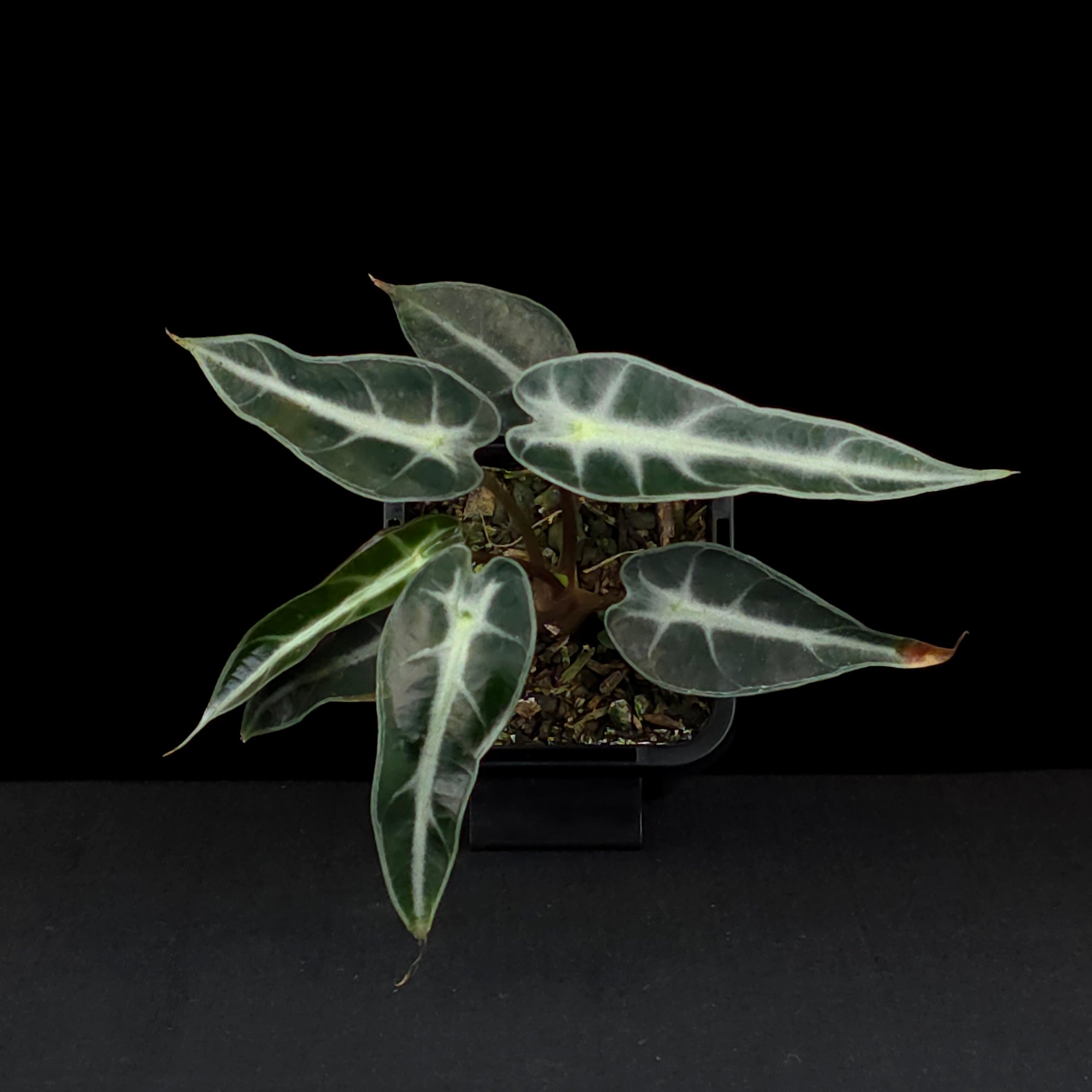 Alocasia 'Amazonica Bambino' (WA Prohibited)