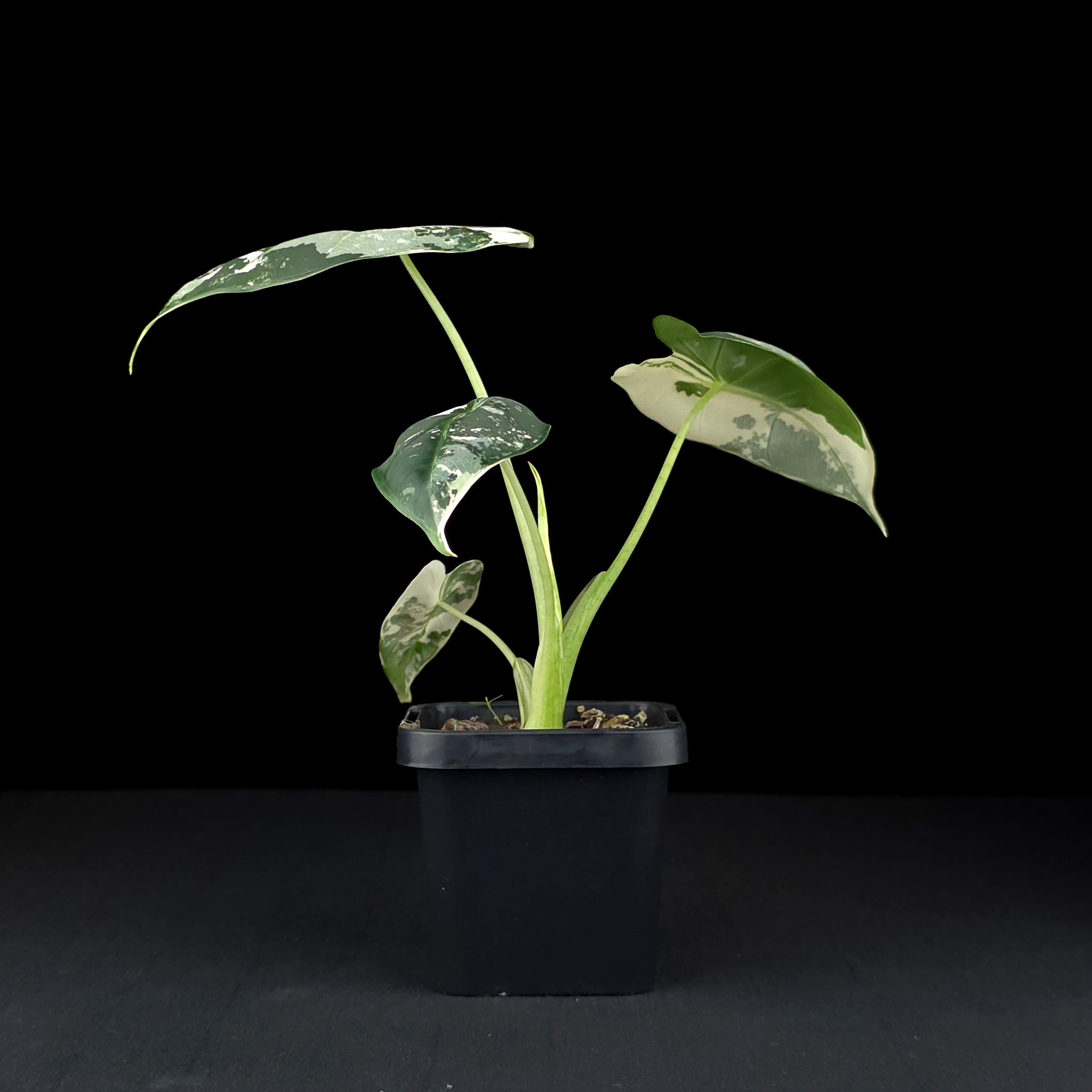 Alocasia micholitziana 'Frydek' Variegated (WA Prohibited)