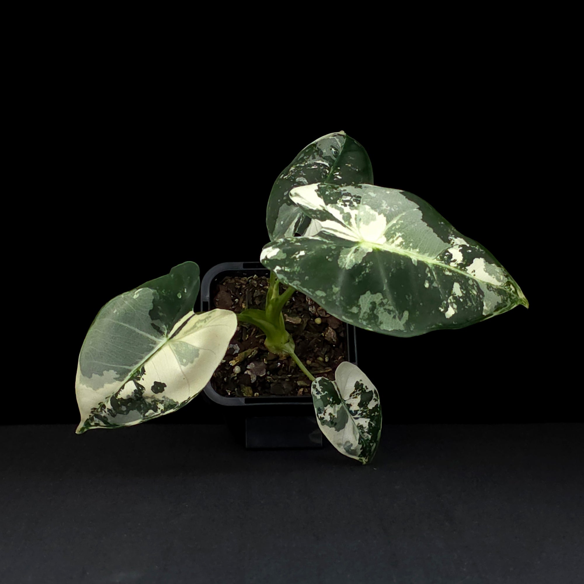 Alocasia micholitziana 'Frydek' Variegated (WA Prohibited)