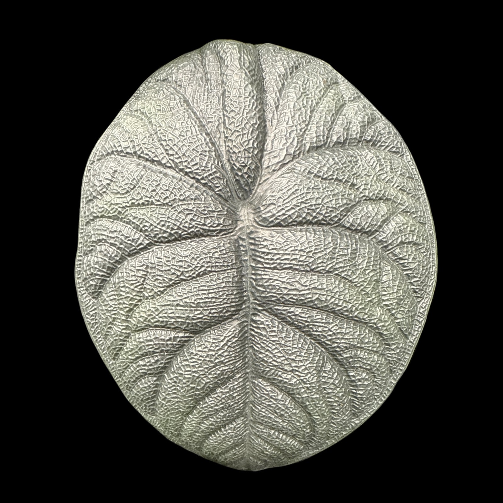 Alocasia rugosa 'Melo' (WA Prohibited)