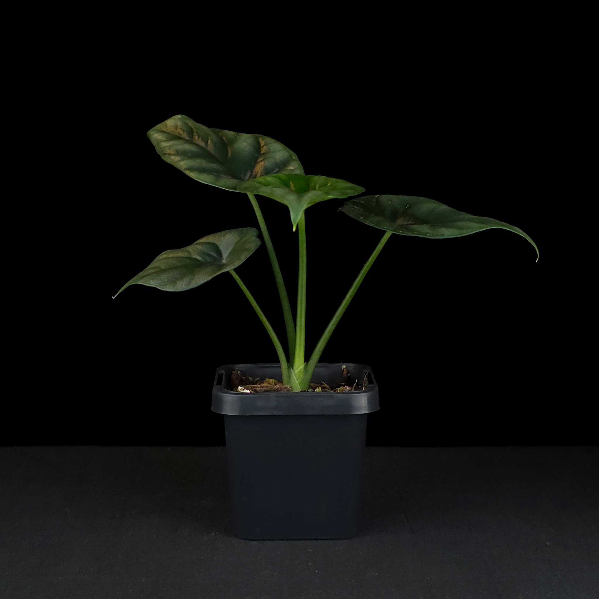 Alocasia sinuata (WA Prohibited)