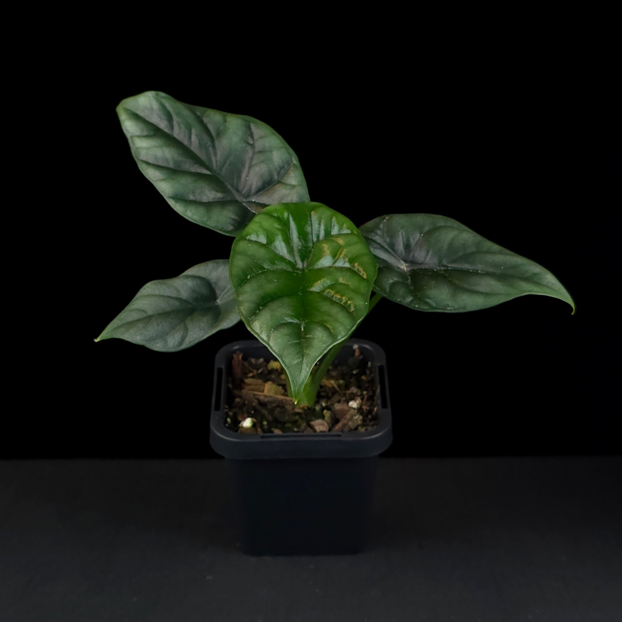 Alocasia sinuata (WA Prohibited)