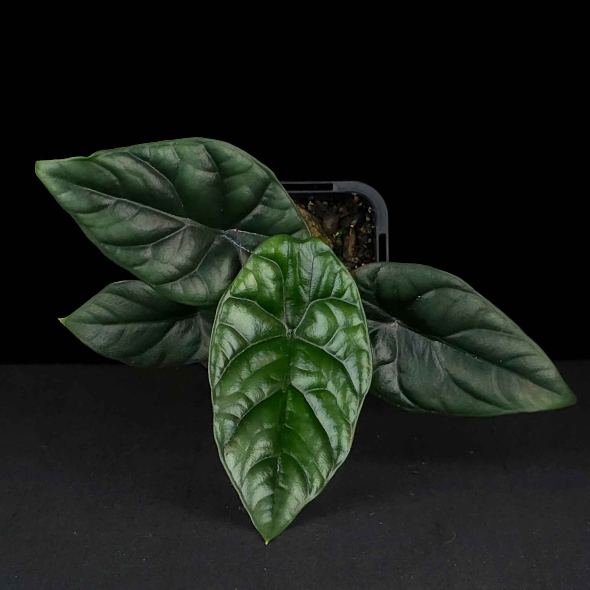 Alocasia sinuata (WA Prohibited)